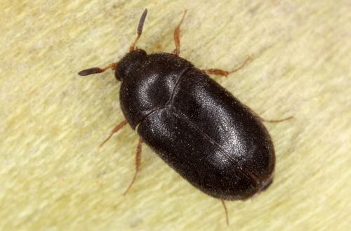 Käfer