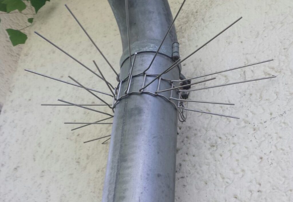 Mechanischer Kletterschutz an einem Regenfallrohr