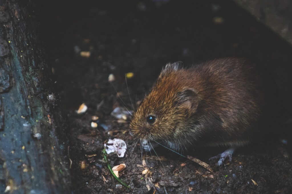 Ratte in einem dunklen bodennahen Bereich
