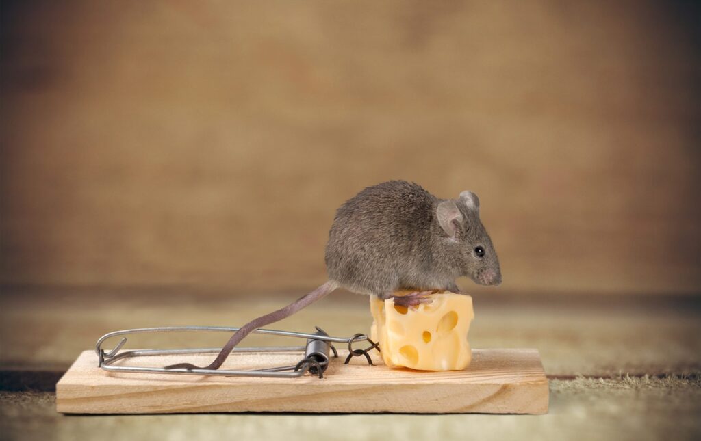 Maus als Beispiel für Schadnager